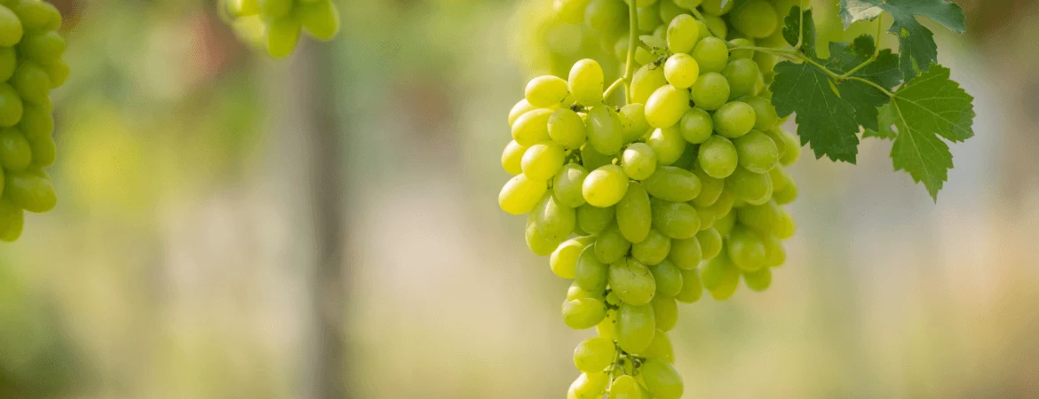 Close-up of fresh green grapes hanging on a vine in a vineyard.